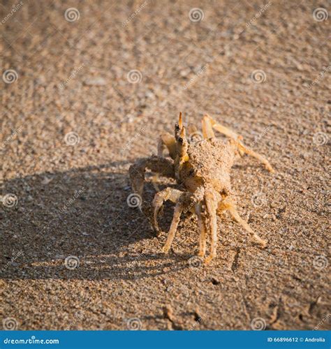 Crab walking on the sand stock photo. Image of cute, coast - 66896612