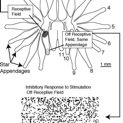 Post-Stimulus Time Histogram 的图像结果