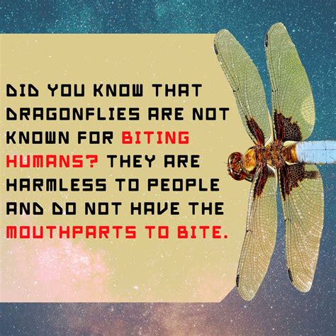 Do Dragonflies Bite