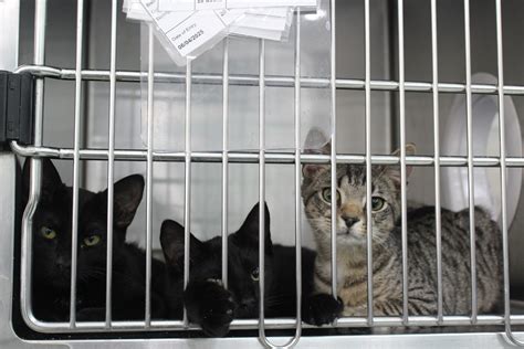 Shelter helps decrease feral cat population | The Oglethorpe Echo