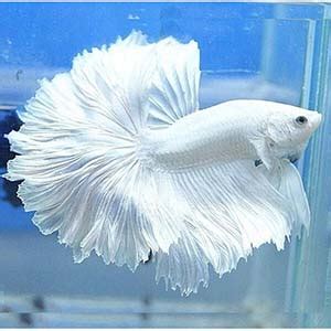 Buy Milky White Rosetail Halfmoon Betta Aquarium Fish Online ...