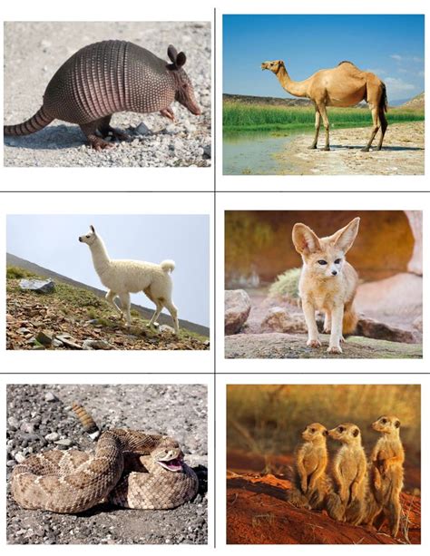 Nature Animals 的图像结果
