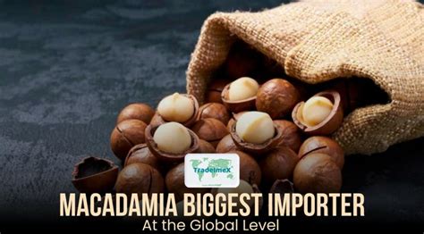 Macadamia Biggest Importers At The Global Level - TradeImeX Blog