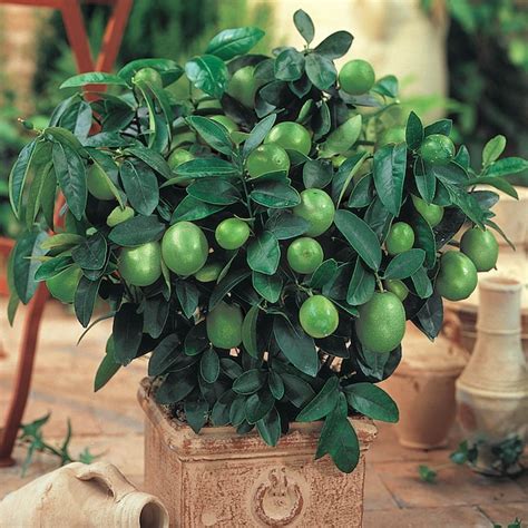Spring Hill Nurseries Key Lime Tropical Citrus Tree in 4-in Pot 69392 ...
