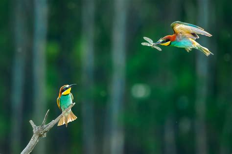 Monatsthema Juli 2024: Zu zweit - Bildthema des Monats - Olympus ...