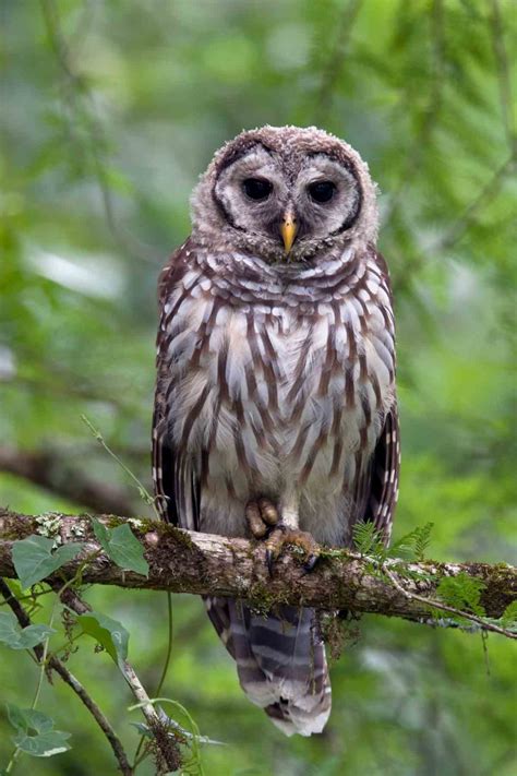 Owl Spirit Animal Meaning and Symbolism: Deep Wisdom And Intuitive ...