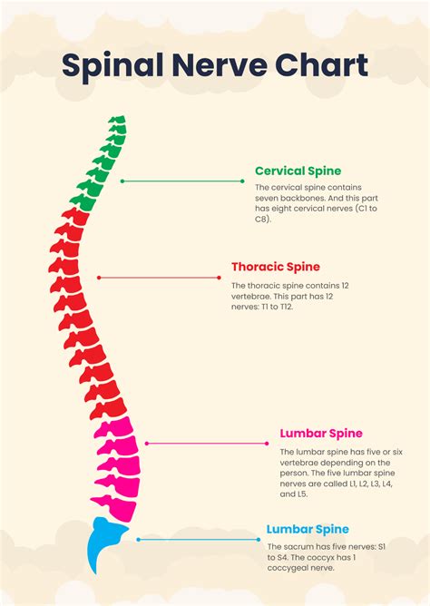Free Spinal Nerve Chart Template to Edit Online