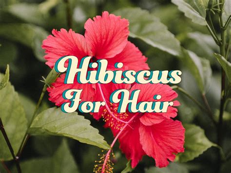 How Hibiscus Rosa Sinensis Flower Is the Secret Weapon For Hair Growth ...
