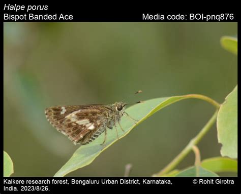 Halpe porus | Butterfly