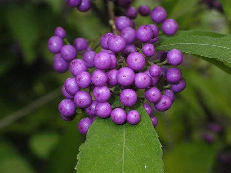 Callicarpa japonica (Lamiaceae) image 16843 at PlantSystematics.org