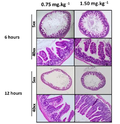 Image result for Intraperitoneal Injection of BALB/c Mice