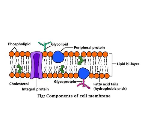 Cell Components 的图像结果