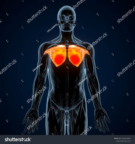 Image result for Muscle Model Chest Anatomy