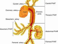 Image result for perivascular