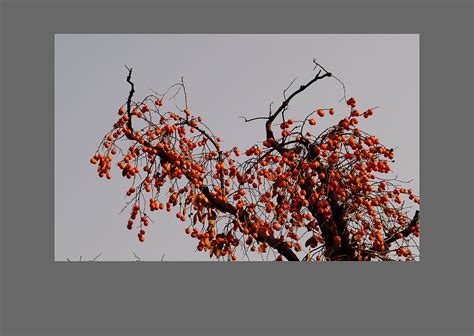 【熟透柿子掉下来摄影图片】生态摄影_太平洋电脑网摄影部落