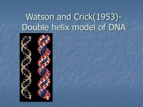 DNA Modell 的图像结果