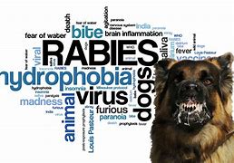 Image result for rabies