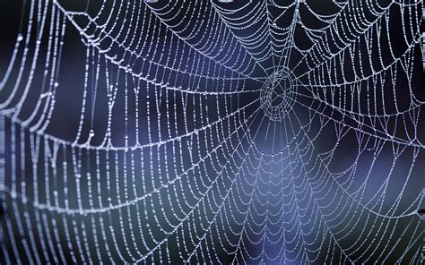 17 Incredible spiderweb wallpapers with water drops and ice | HD Wallpapers