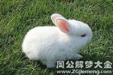 做梦梦到怀孕的兔子 梦见怀孕的兔子有什么征兆呢_知秀网