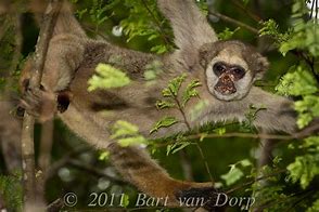 Image result for Muriqui