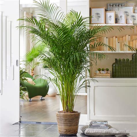 Areca Palm Large Indoor House Plant Real Tropical Exotic Evergreen Tall ...
