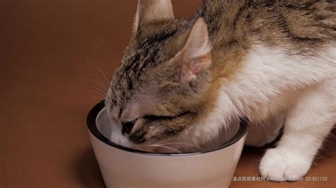 猫咪除了会吃猫粮还会吃什么（不喂猫咪猫粮还能吃什么）