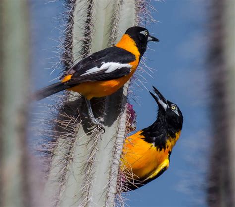 Venezuela National Bird The Venezuelan Troupial Is The National Bird