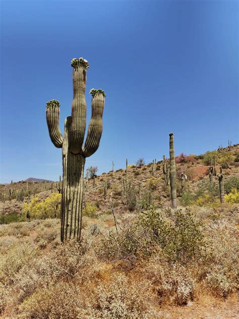 Saguaro Cactus Pronunciation