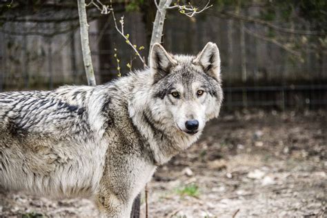 Wolf Coyote Hybrid