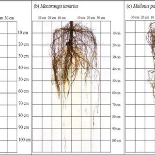 Image result for Hibiscus Plant Root System