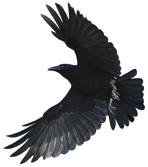 Flying Crow Images