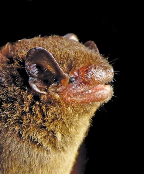 Species New to Science: [Mammalogy • 2023] Pseudoromicia principis • A ...