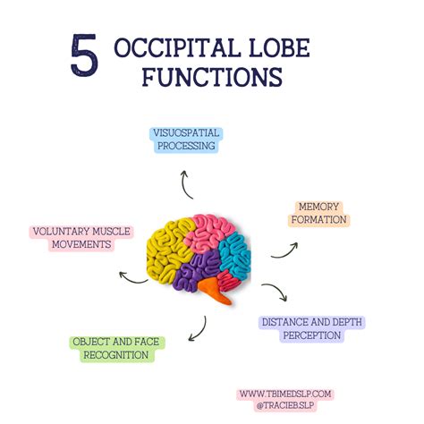 The Occipital Lobe: Function, Facts, and Impact of a Brain Injury — TBI MedSLP