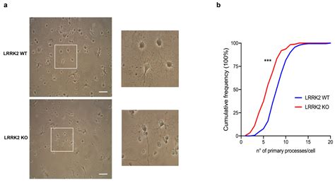 Leucine-Rich Repeat Kinase-2 Controls the Differentiation and ...