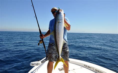 Incredible Yellowtails - Yellowtail Fishing Tips - BDoutdoors