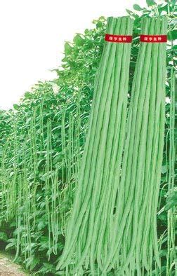Creative Farmer Vegetable Seeds Alasandalu Kaaraamanulu Seeds - Cowpea ...