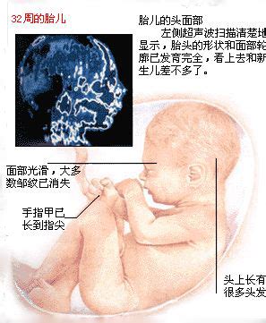 【怀孕8个月胎儿图】准妈妈怀孕八个月胎儿长什么样了？_深圳万丰医院