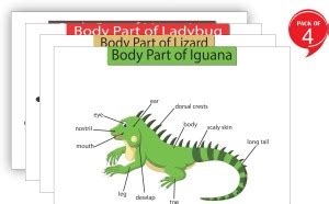 insect poster, educational poster for school,school poster for kids ...