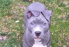 alimentazione amstaff american staffordshire terrier carattere e prezzo idee alimentazione amstaff american staffordshire terrier carattere e prezzo idee