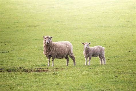 Latest news Luiten Food & Thomas Foods Europa