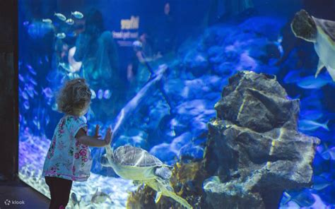 SEA LIFE Kelly Tarlton's Aquarium Ticket in Auckland - Klook