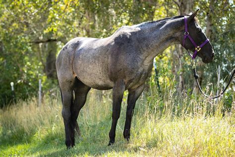 Roan Horses: Blue, Red, and more Roan Colors, and Facts