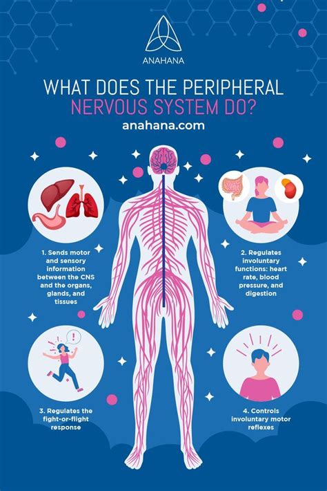 Image result for Peripheral Nervous System