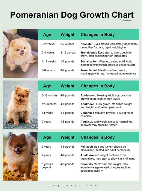 Pomeranian Dog Growth Chart by Age, Weight & Size (With Pictures)