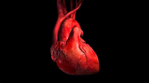 Heart Anatomy Wallpapers - Wallpaper Cave - Anatomy Human Heart Wallpaper