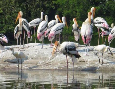 Top 10 Bird Sanctuaries of India - lifeberrys.com