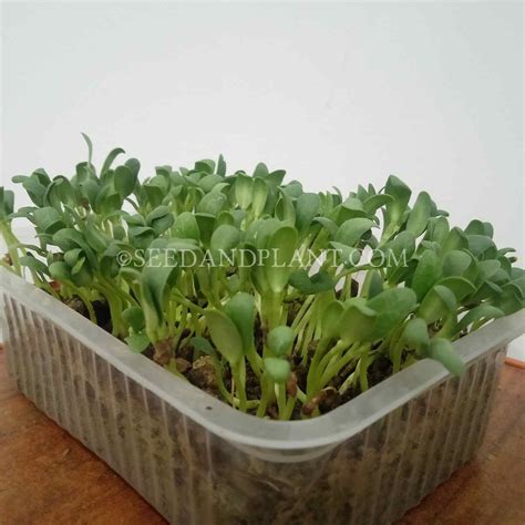 Microgreen Seeds – seed and plant