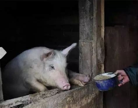 给猪喂稀料，怪不得你的猪长得慢！_饲料
