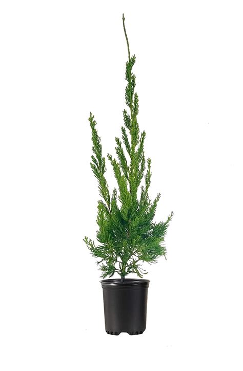 Hollywood Juniper - Juniperus Chinensis Torulosa - 12 Live Quart Size ...