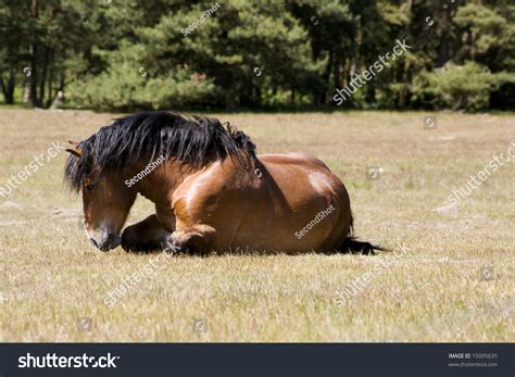 Do Horses Like Lying Down at Michael Sizemore blog